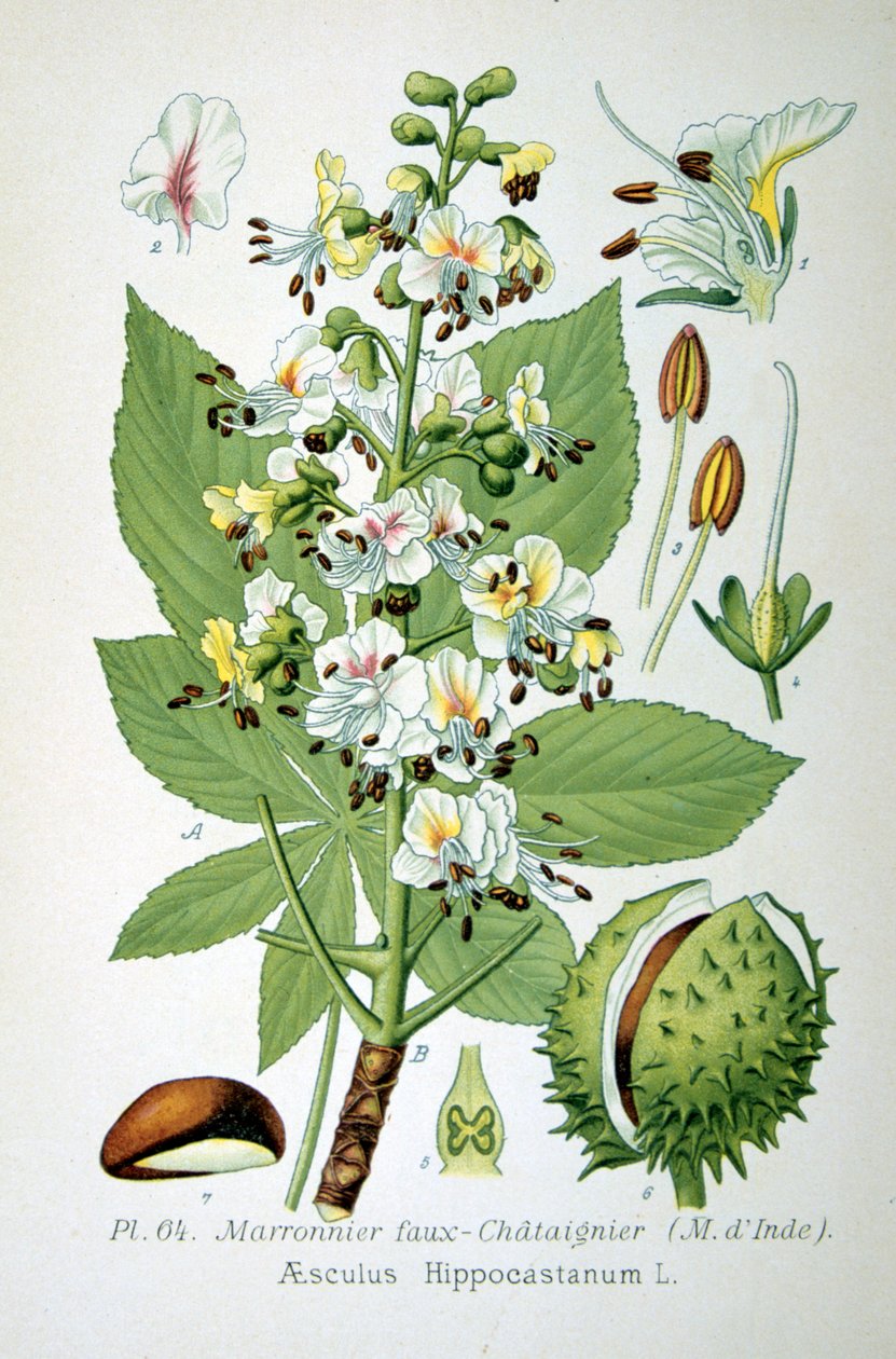 Marronnier commun, 1893 - Unbekannt