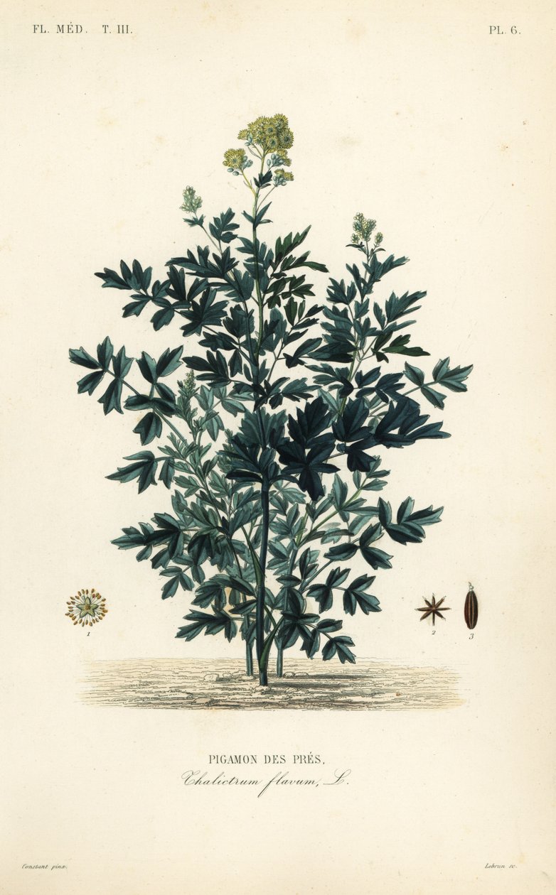 Pigamon des prés, Thalictrum flavum, Pigamon des prés - Unbekannt