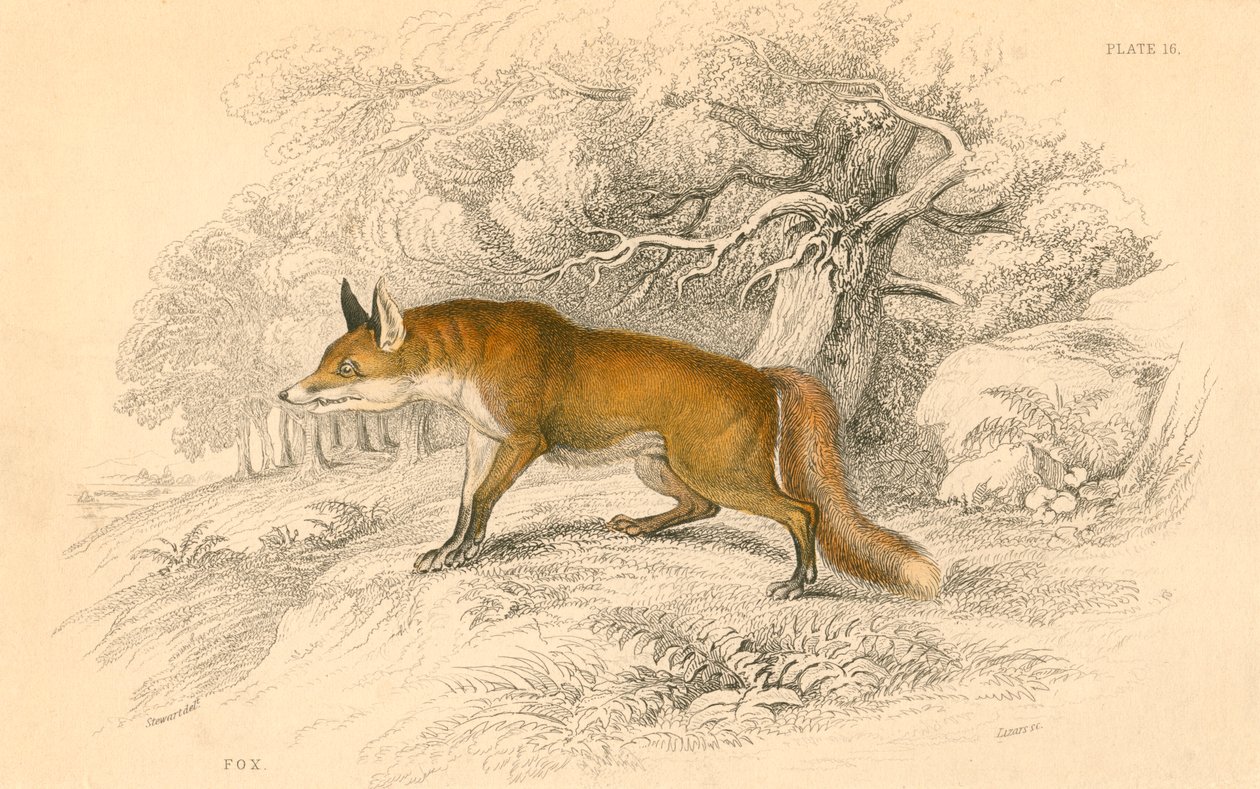 Renard commun ou roux Vulpes vulpes - Unbekannt