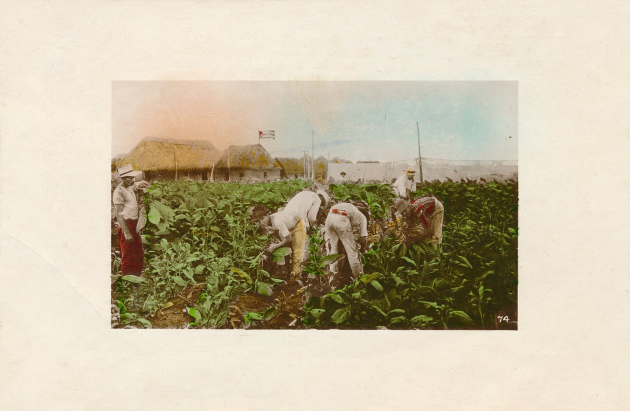 Cosecha de tabaco. - Plantation de tabac - Unbekannt