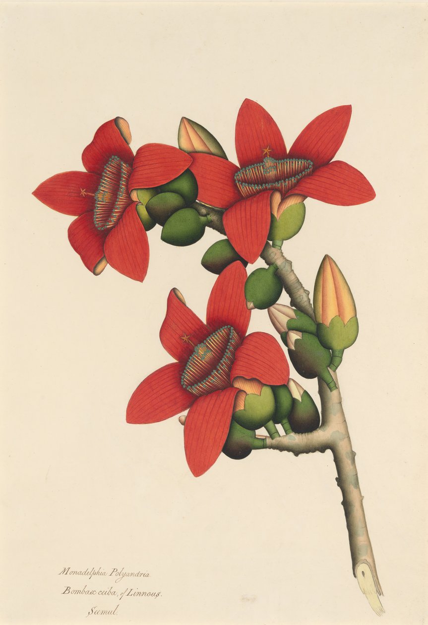Fleurs de cotonnier - Unbekannt