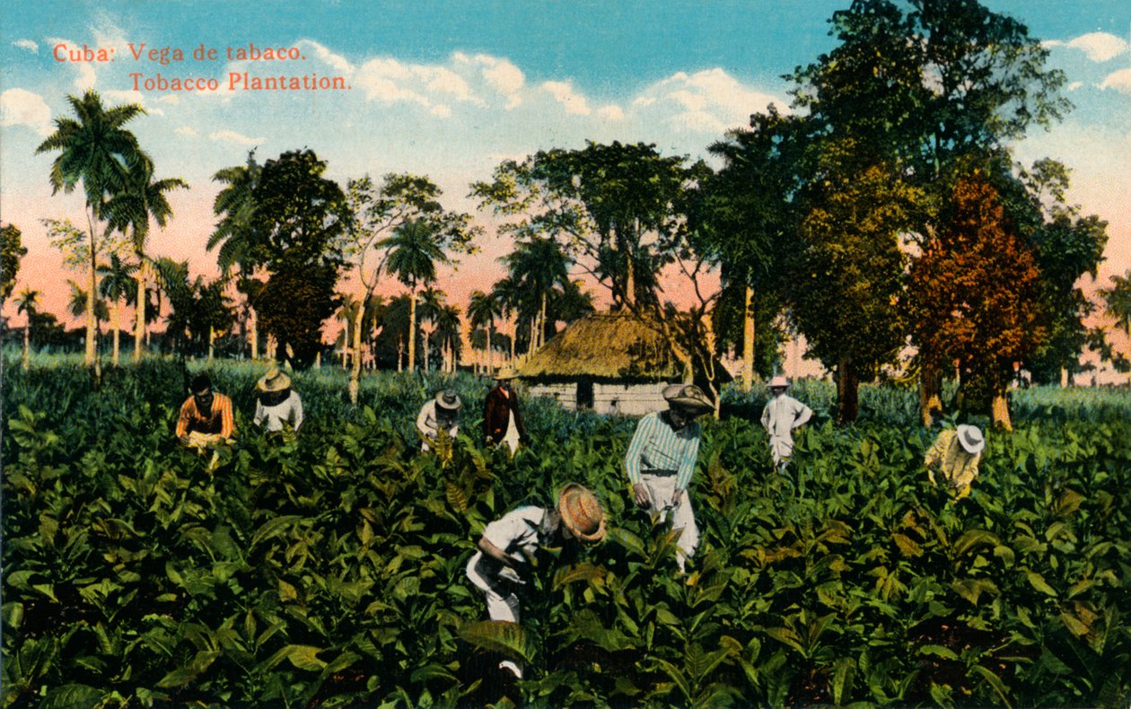 Cuba : Vega de tabac. Plantation de tabac, vers 1900 - Unbekannt