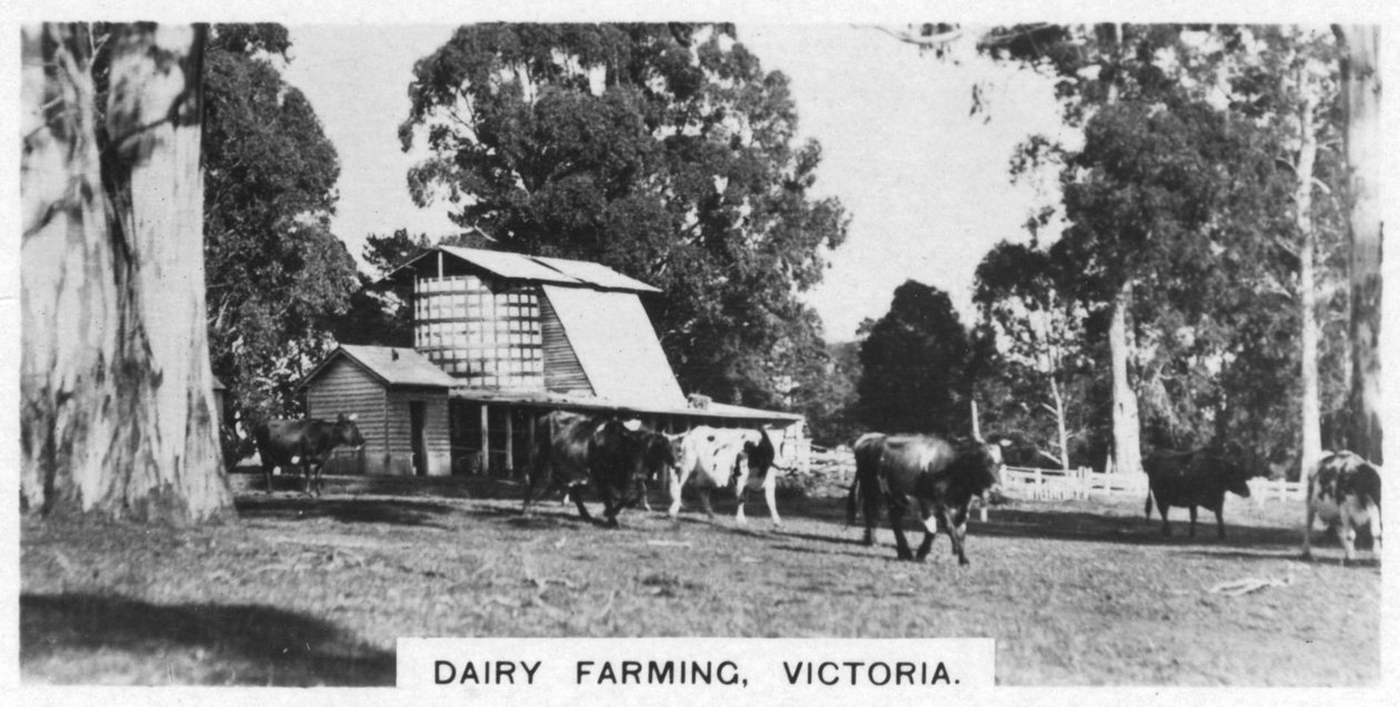 Élevage laitier, Victoria, Australie, 1928 - Unbekannt