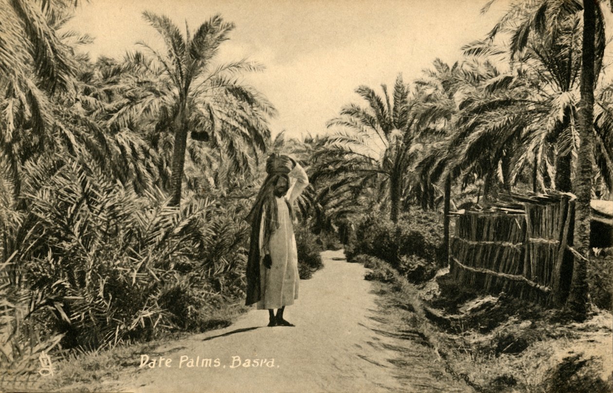 Palmiers dattiers, Bassora, vers 1918-1939 - Unbekannt
