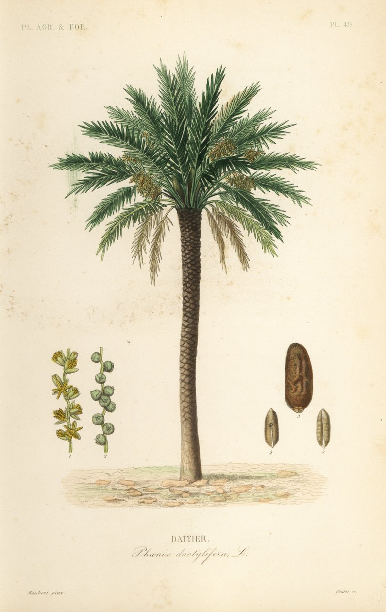 Dattier, Phoenix dactylifera - Unbekannt