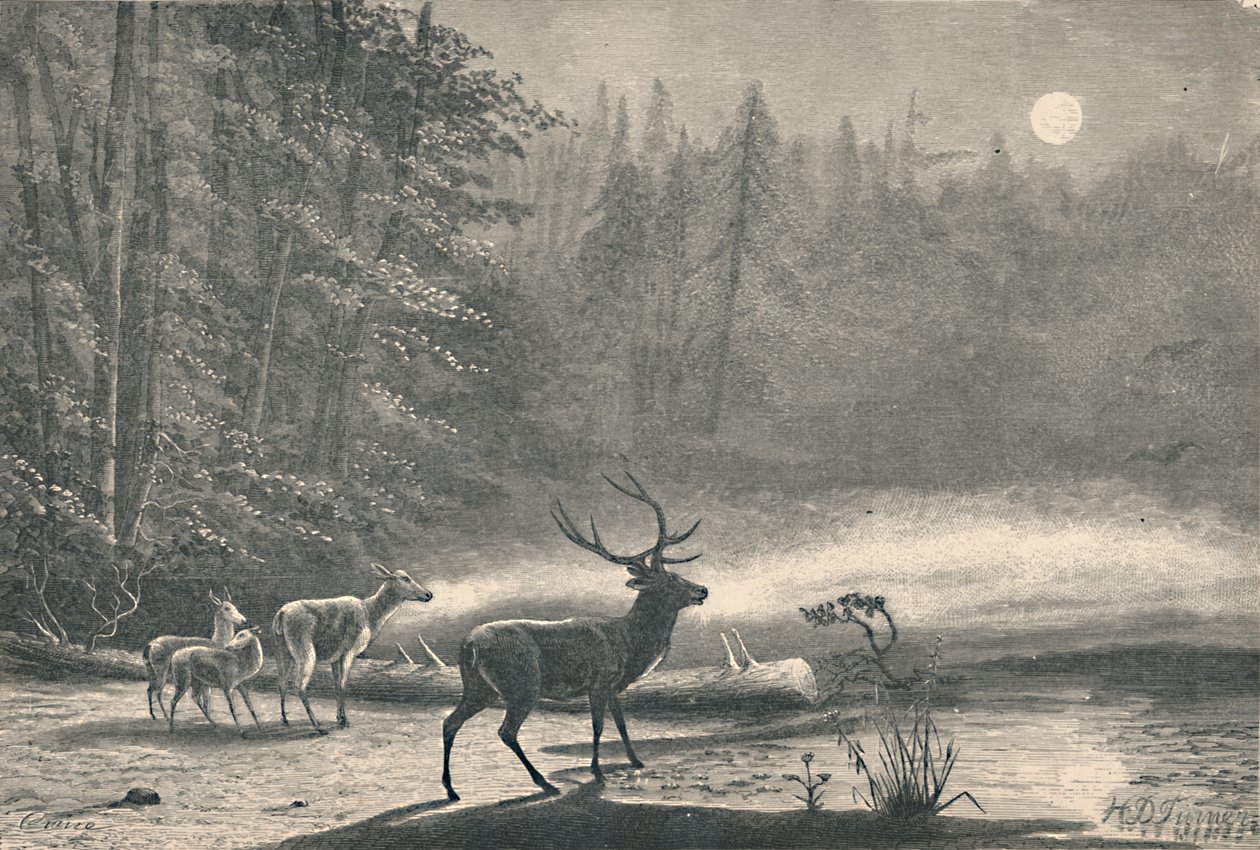 Cerfs sur le lac St. Regis, la nuit, 1883 - Unbekannt