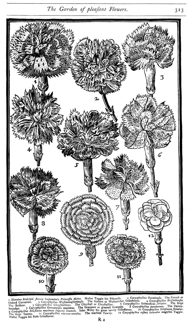 Dianthus Œillets et Pinks, 1629 - Unbekannt