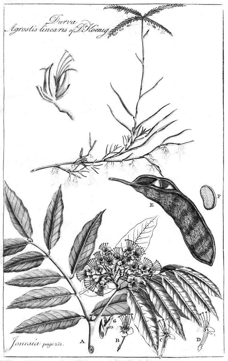 Durva Agrostis Linearis du Dr Koenig, 1799 - Unbekannt
