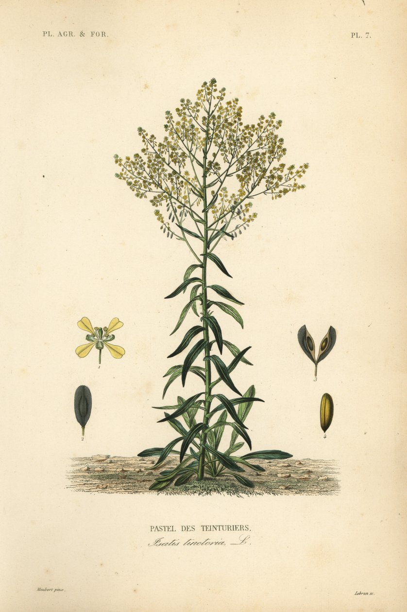 Pastel des teinturiers, Isatis tinctoria - Unbekannt