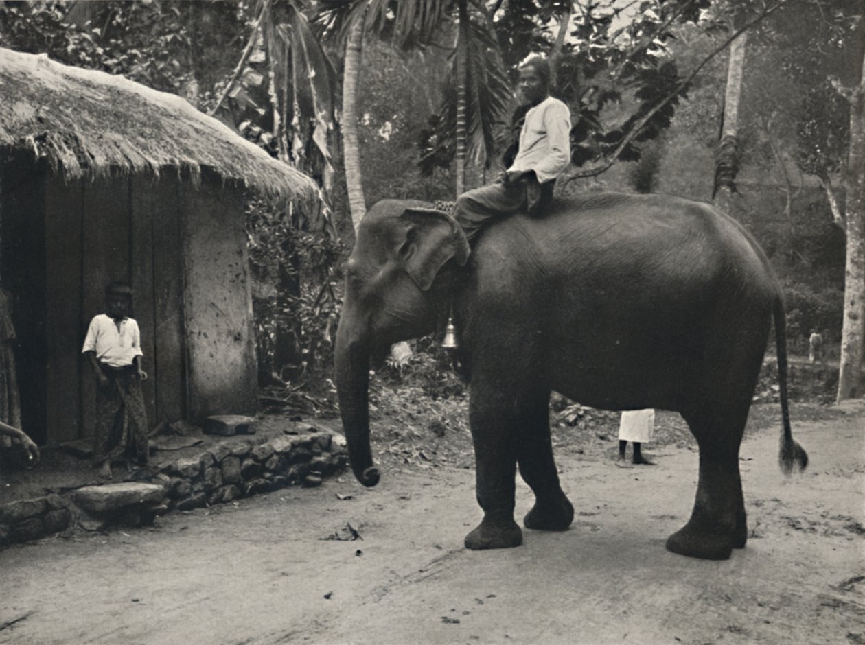 Éléphant sur un chemin près de Kandy, 1926 - Unbekannt