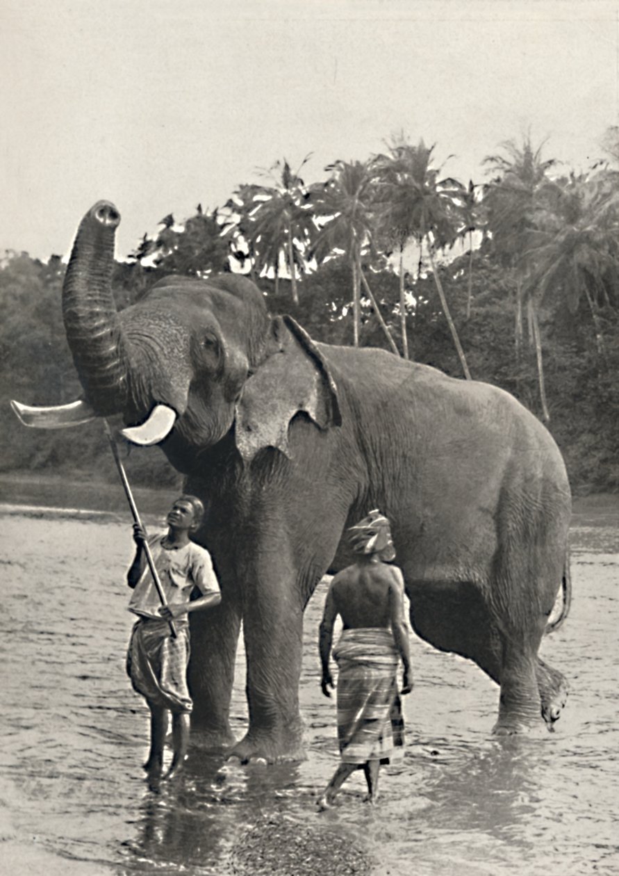 Éléphant dans la Mahavaliganga, 1926 - Unbekannt