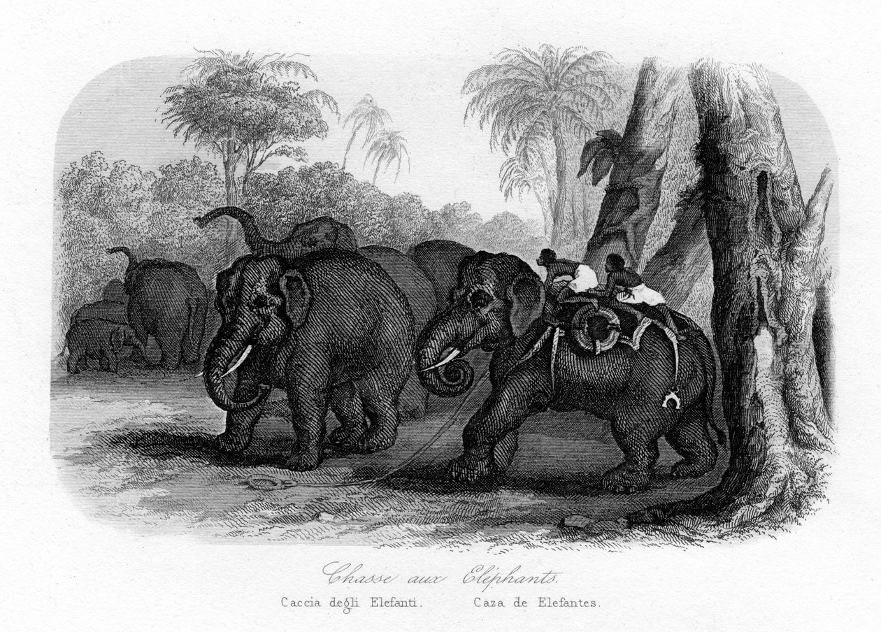 Chasse à l