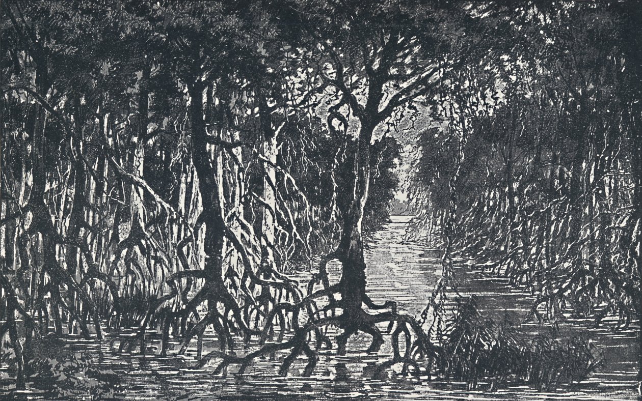 Forêt équatoriale africaine, 1924 - Unbekannt