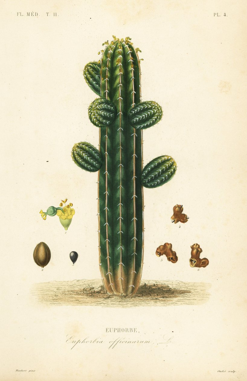 Euphorbe, Euphorbia officinarum - Unbekannt