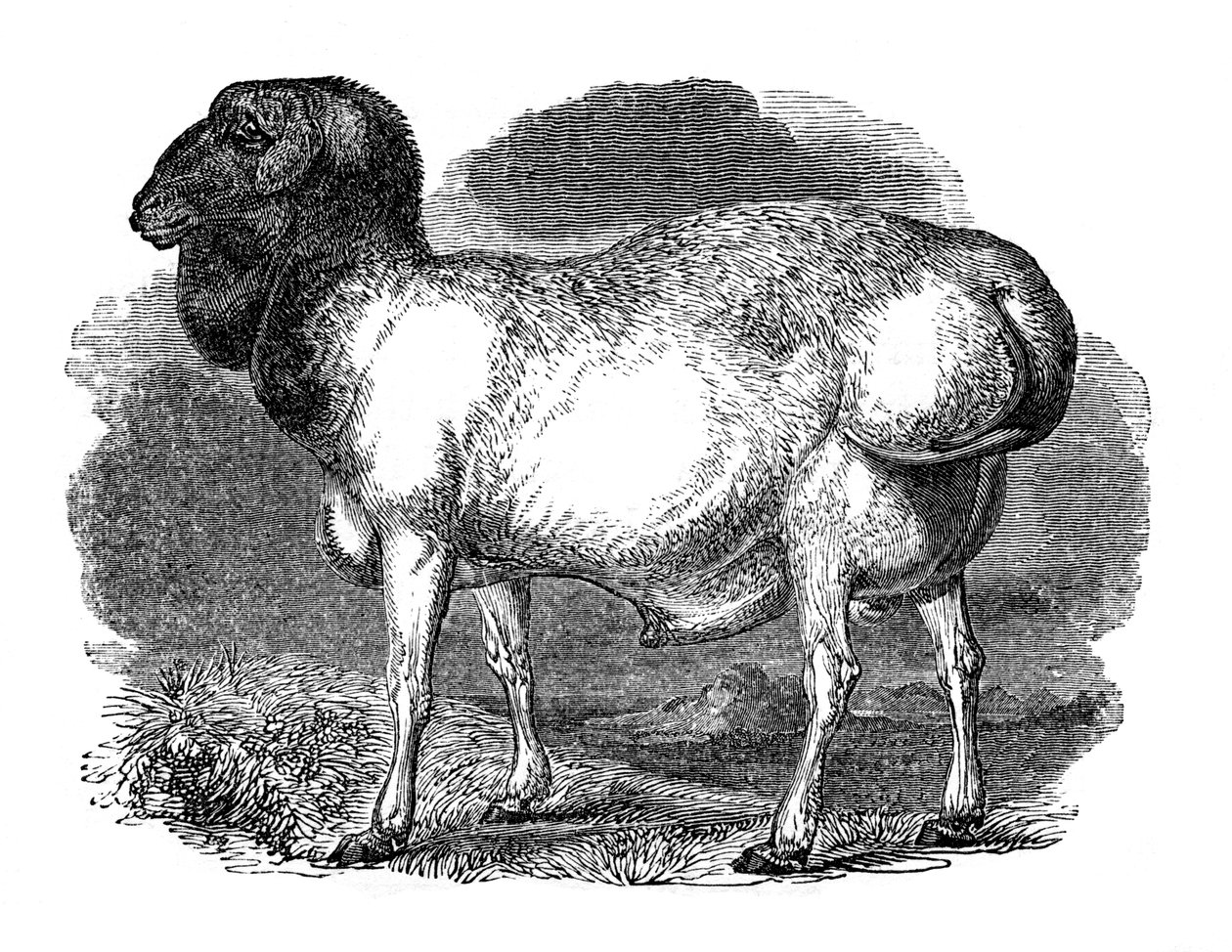 Mouton à grosse queue de Tartarie, 1848 - Unbekannt
