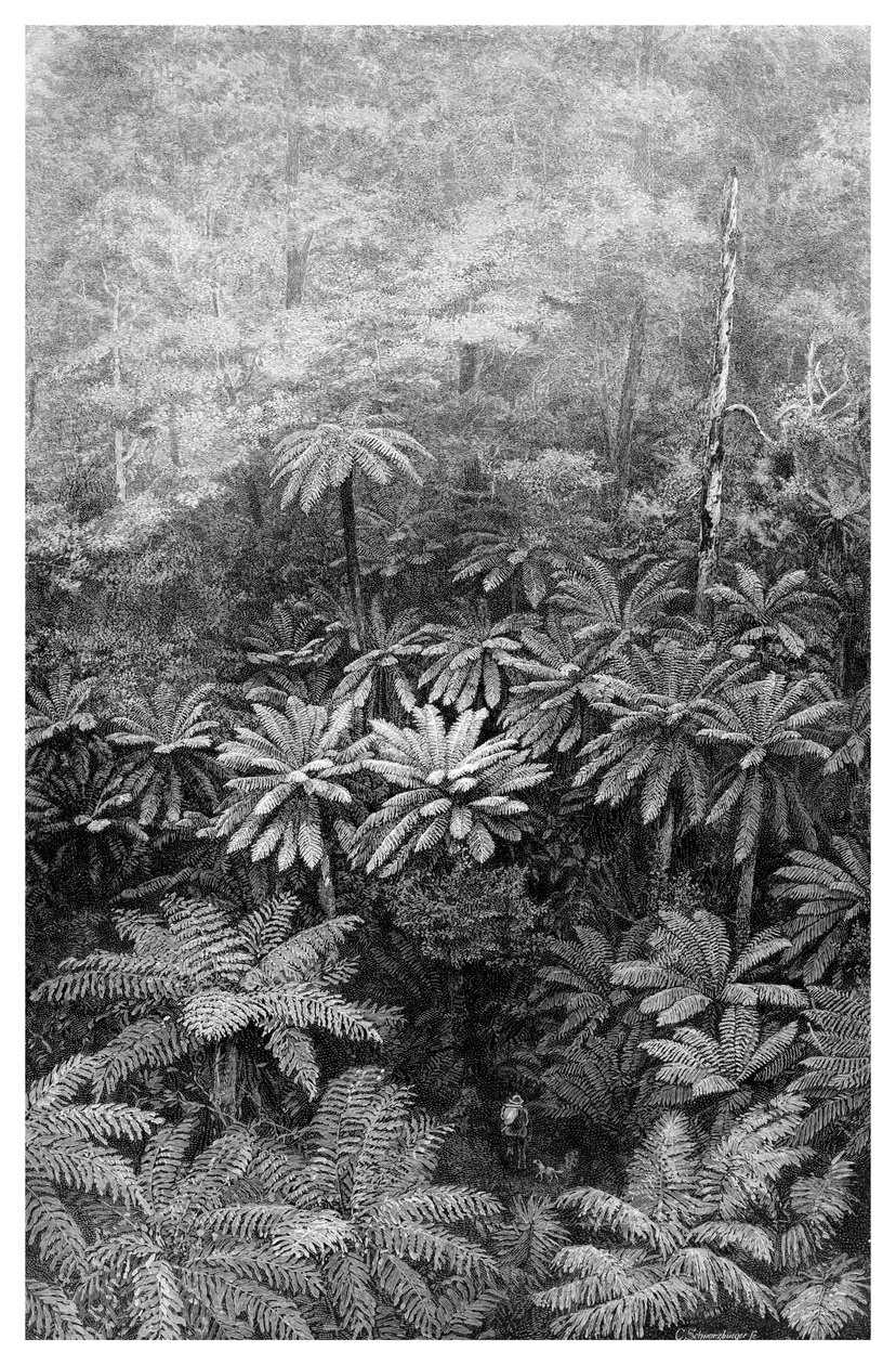 Fern Tree Gully, Australie, 1886 - Unbekannt