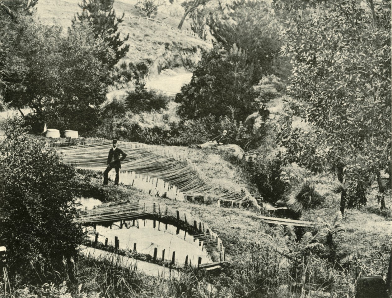 Étangs à poissons, Ercildoune, près de Ballarat, 1901 - Unbekannt