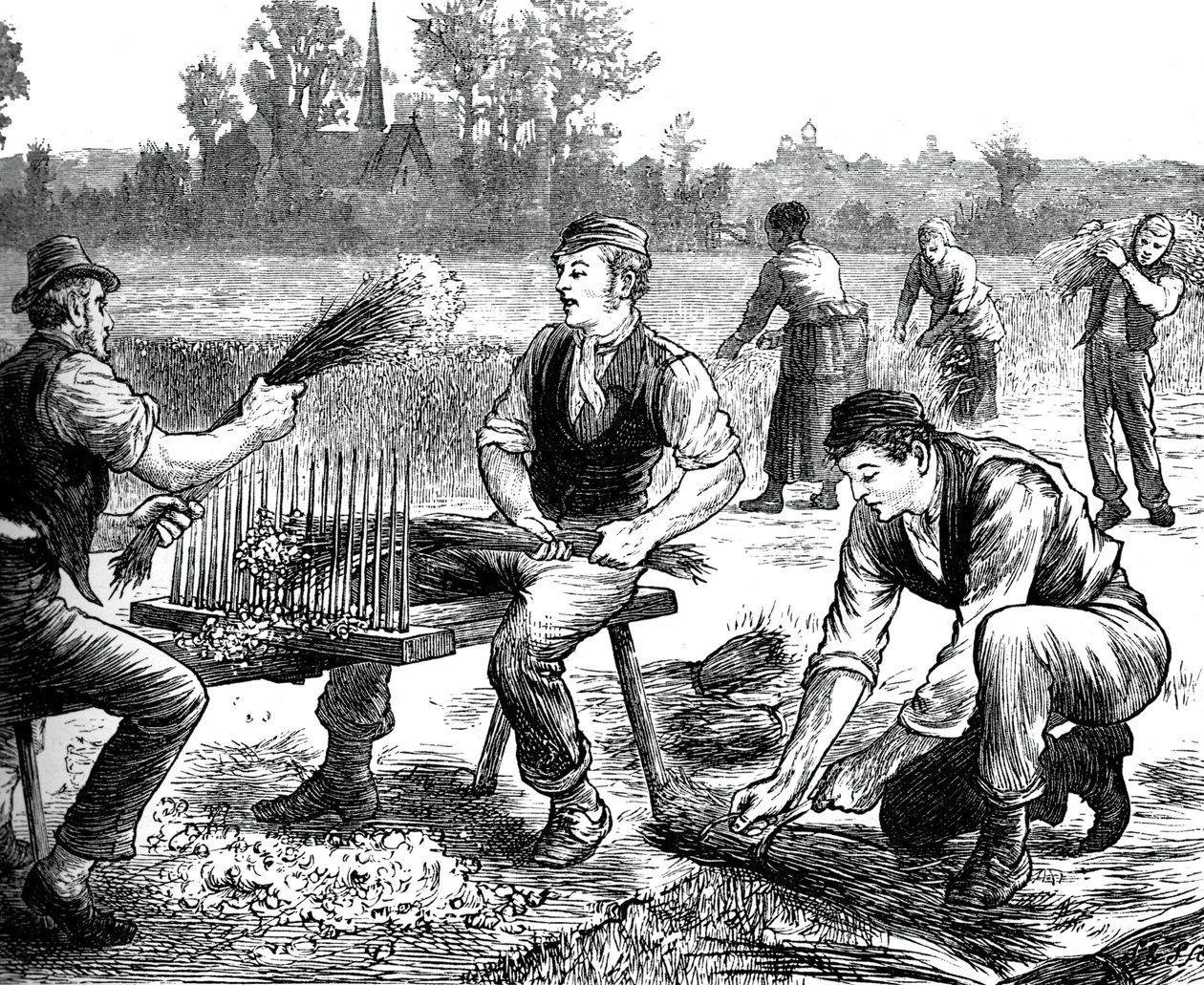 Égrenage du lin, vers 1880 - Unbekannt