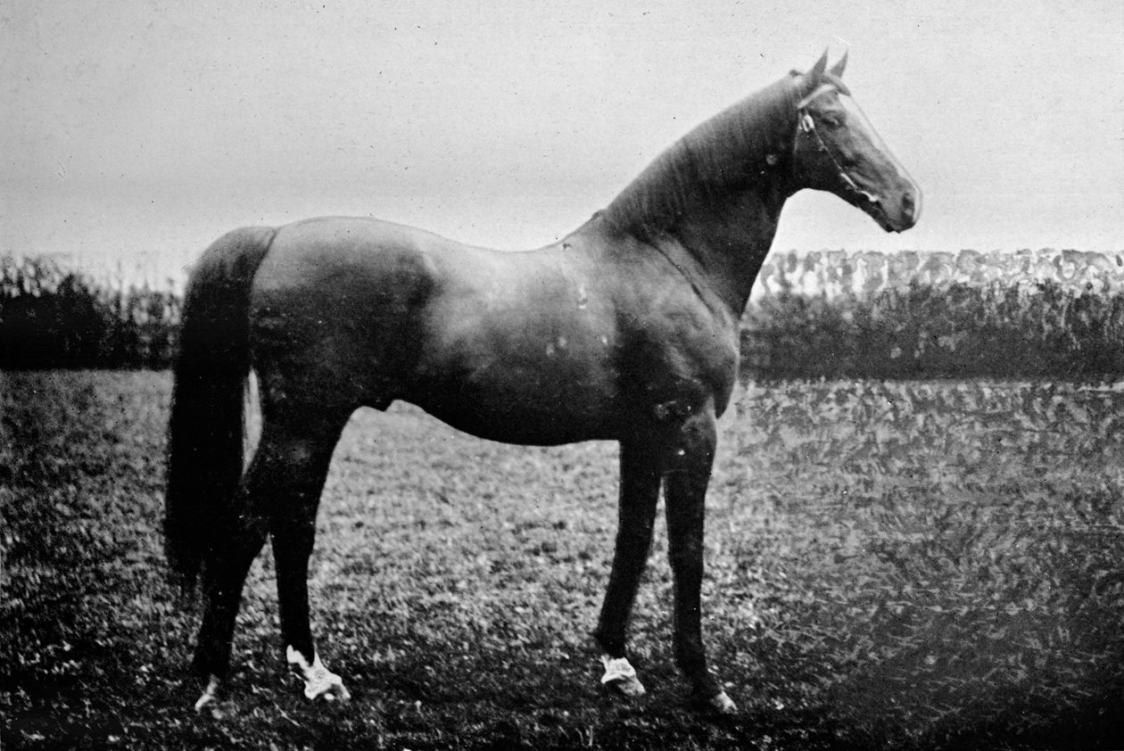 Florizel II, 1911 - Unbekannt