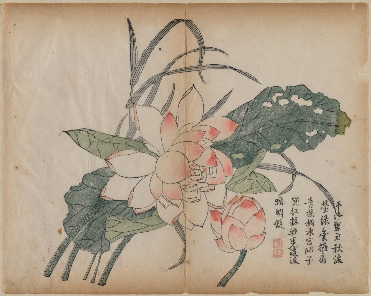 Lotus en fleur et bourgeon, 18e siècle - Unbekannt