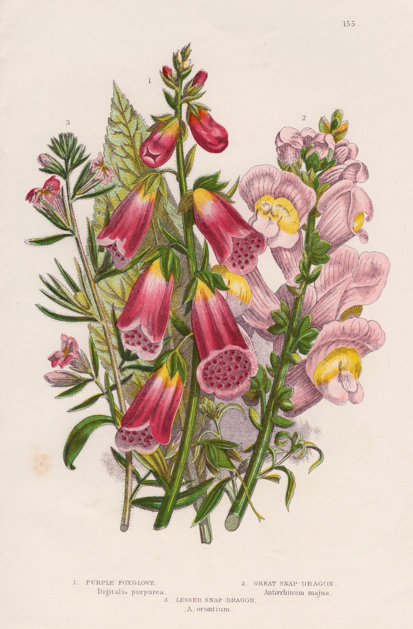 Digitale pourpre, c1885 - Unbekannt