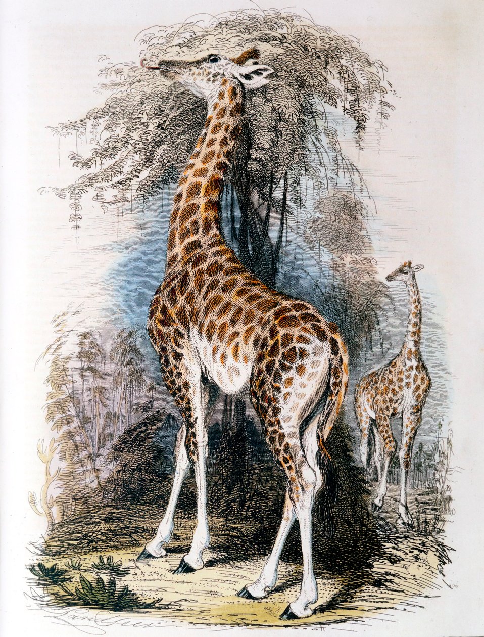 Girafe broutant un arbre, 1836 - Unbekannt