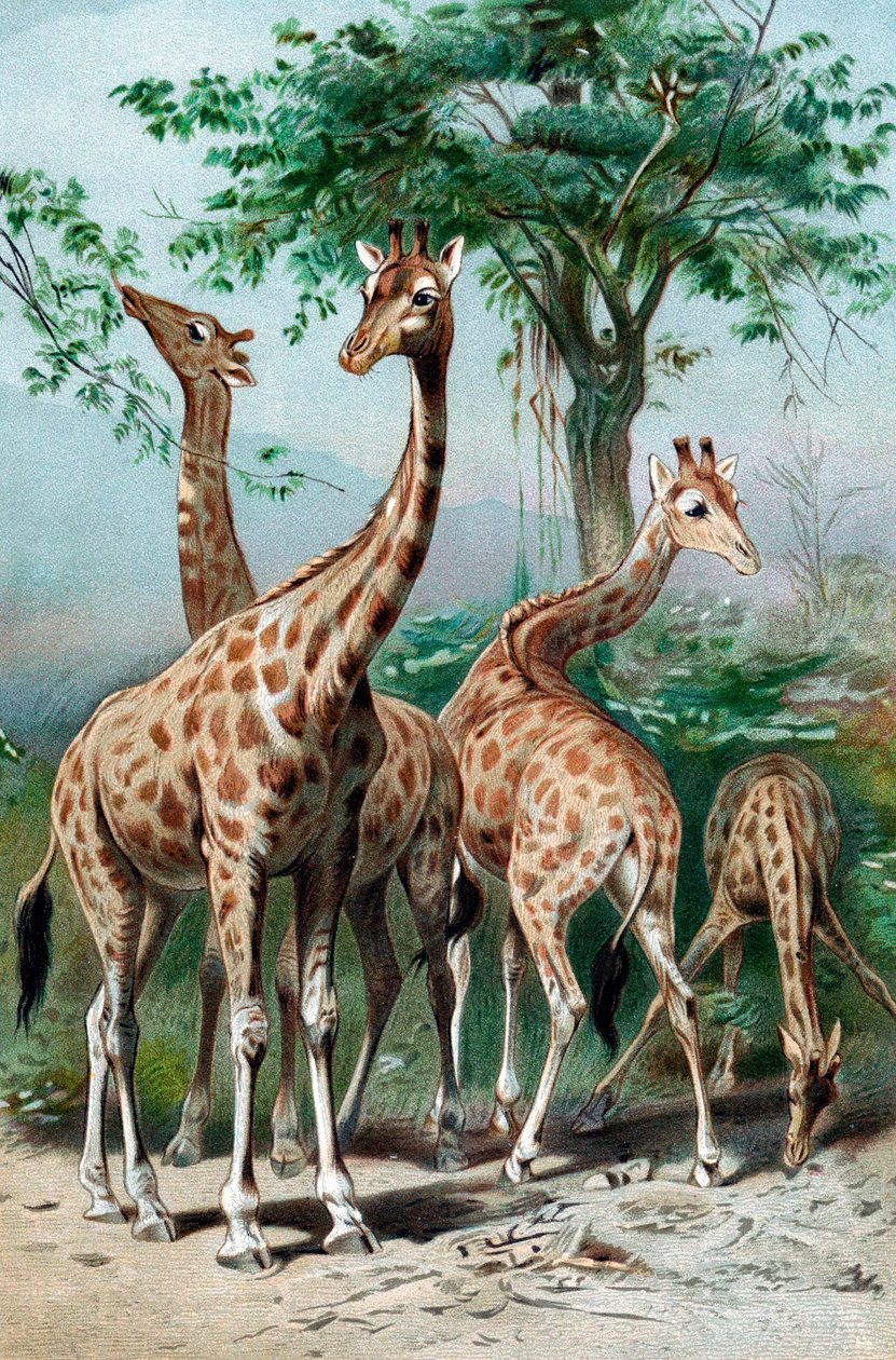 Girafes broutant, vers 1885 - Unbekannt