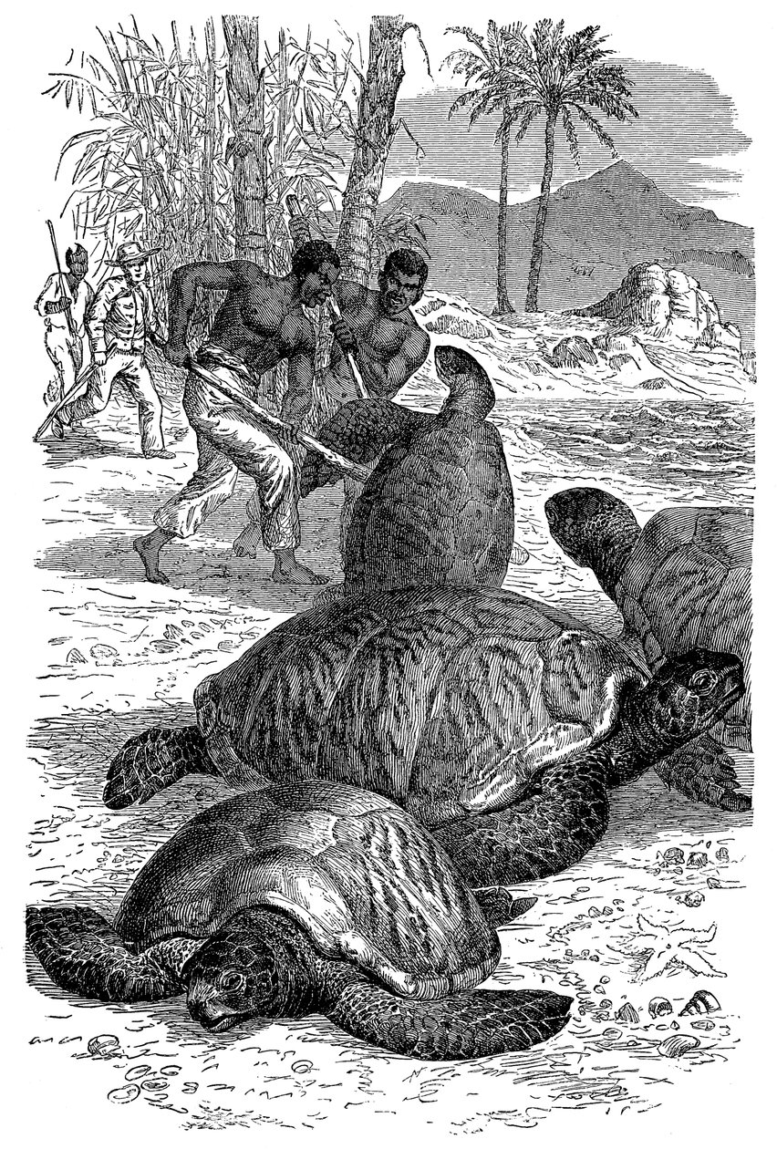 Tortue verte capturée par des chasseurs - Unbekannt
