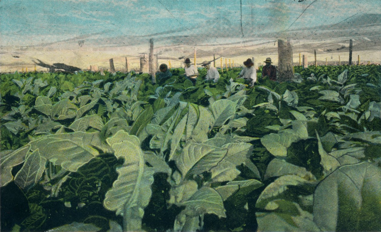 Culture du tabac, Cuba, 1909 - Unbekannt
