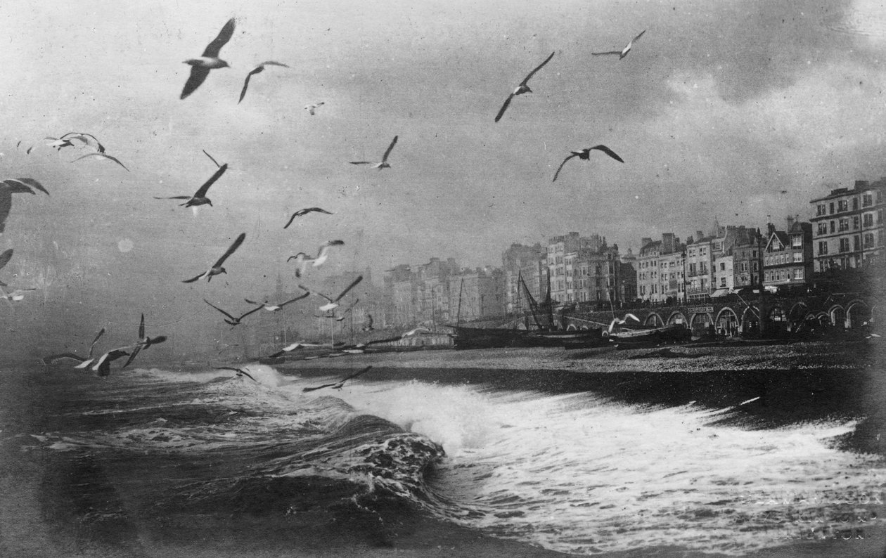 Mouettes à Brighton, East Sussex, début du 20e siècle - Unbekannt
