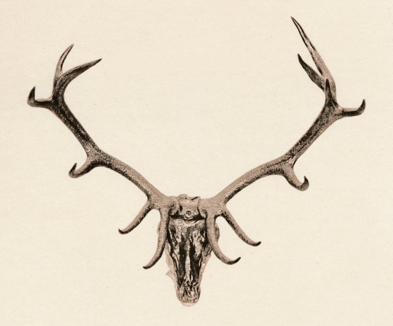Tête de Cerf, XVIe siècle, 1904 - Unbekannt