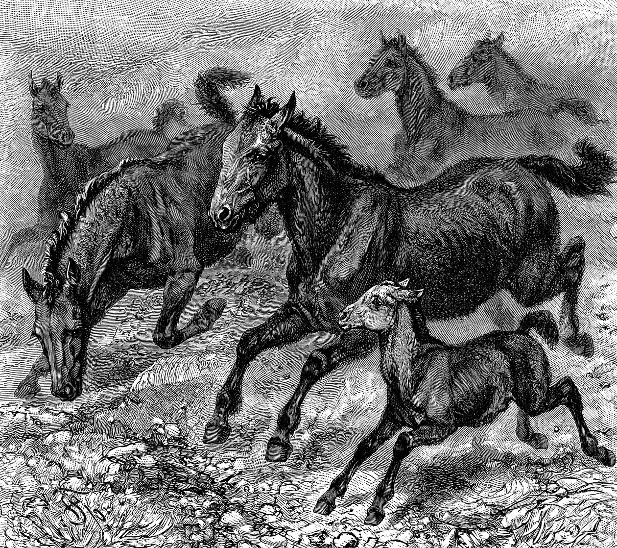 Troupeau de tarpans, 1893 - Unbekannt