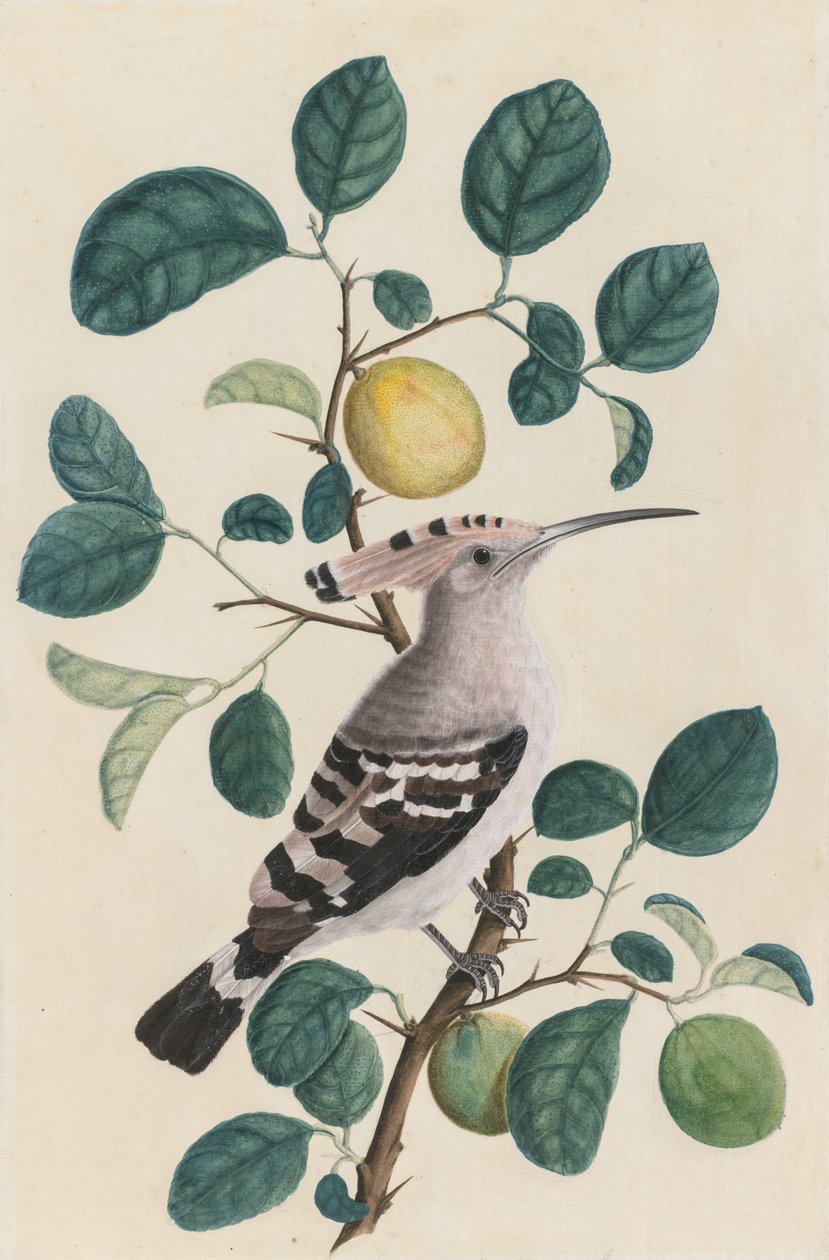 Huppe sur une branche de citronnier, vers 1800 - Unbekannt