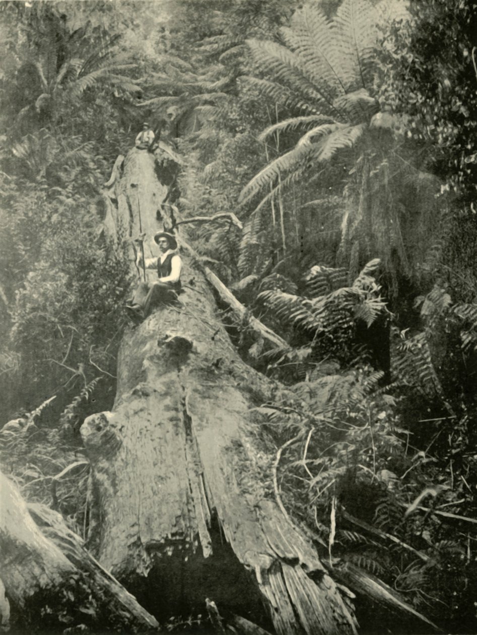 Comment sont tombés les puissants, 1901 - Unbekannt