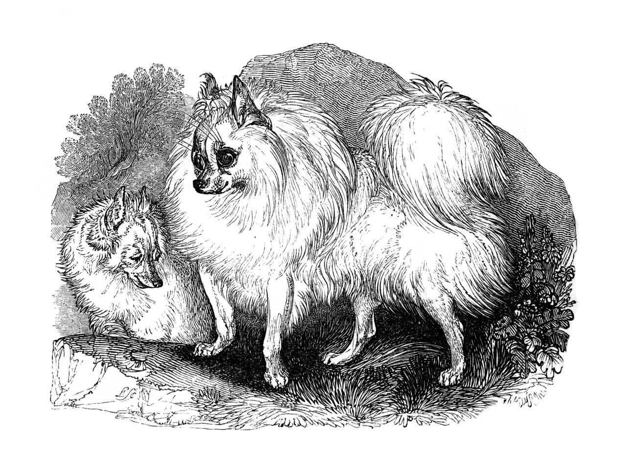 Chien islandais, 1848 - Unbekannt