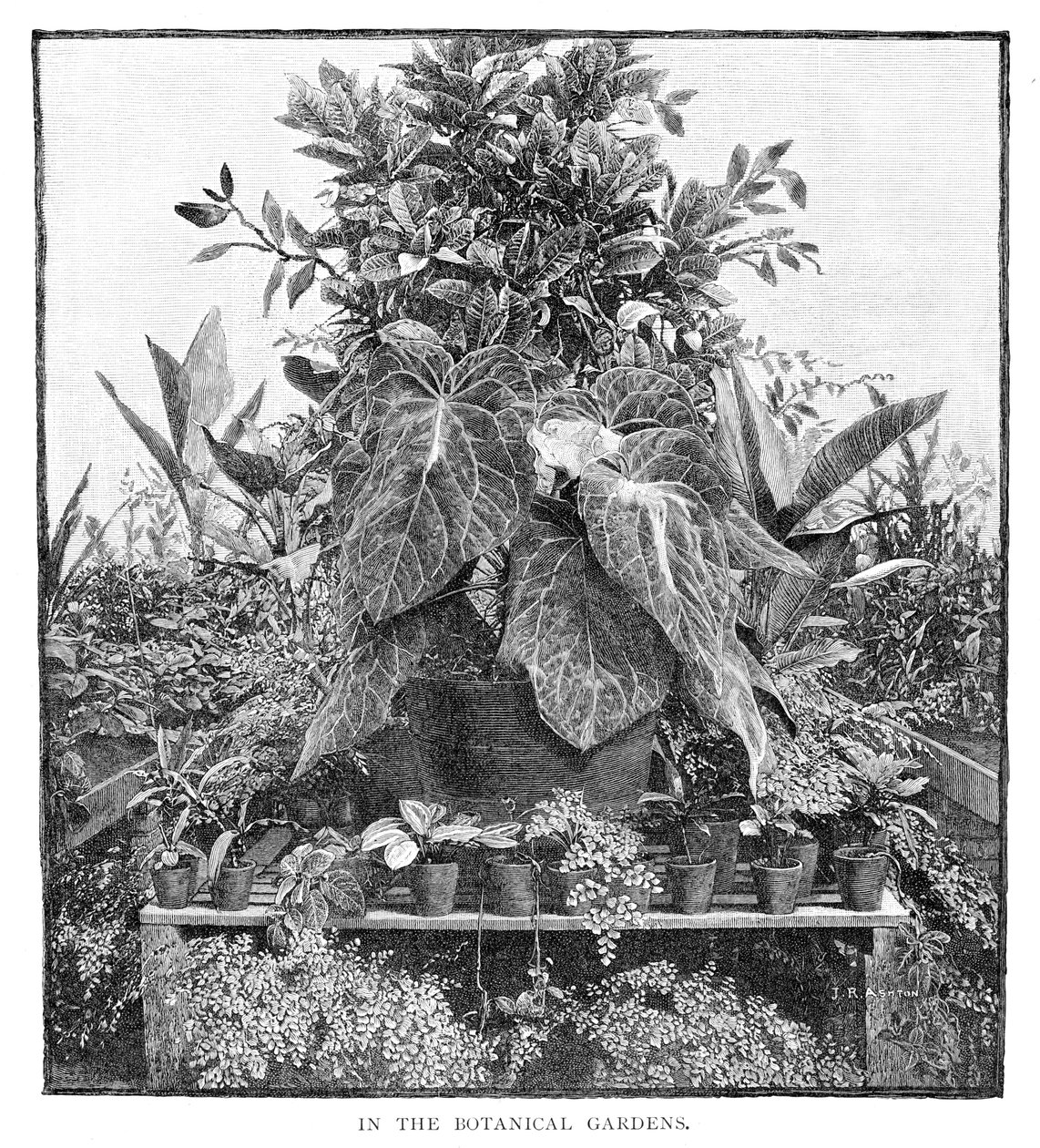 Dans les jardins botaniques, 1886 - Unbekannt