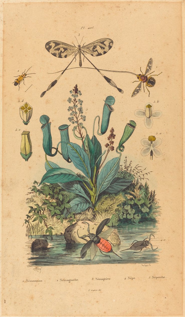 Insectes et fleurs, publié en 1837 - Unbekannt