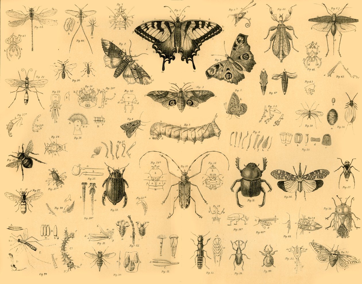 Insectes, vers 1910 - Unbekannt