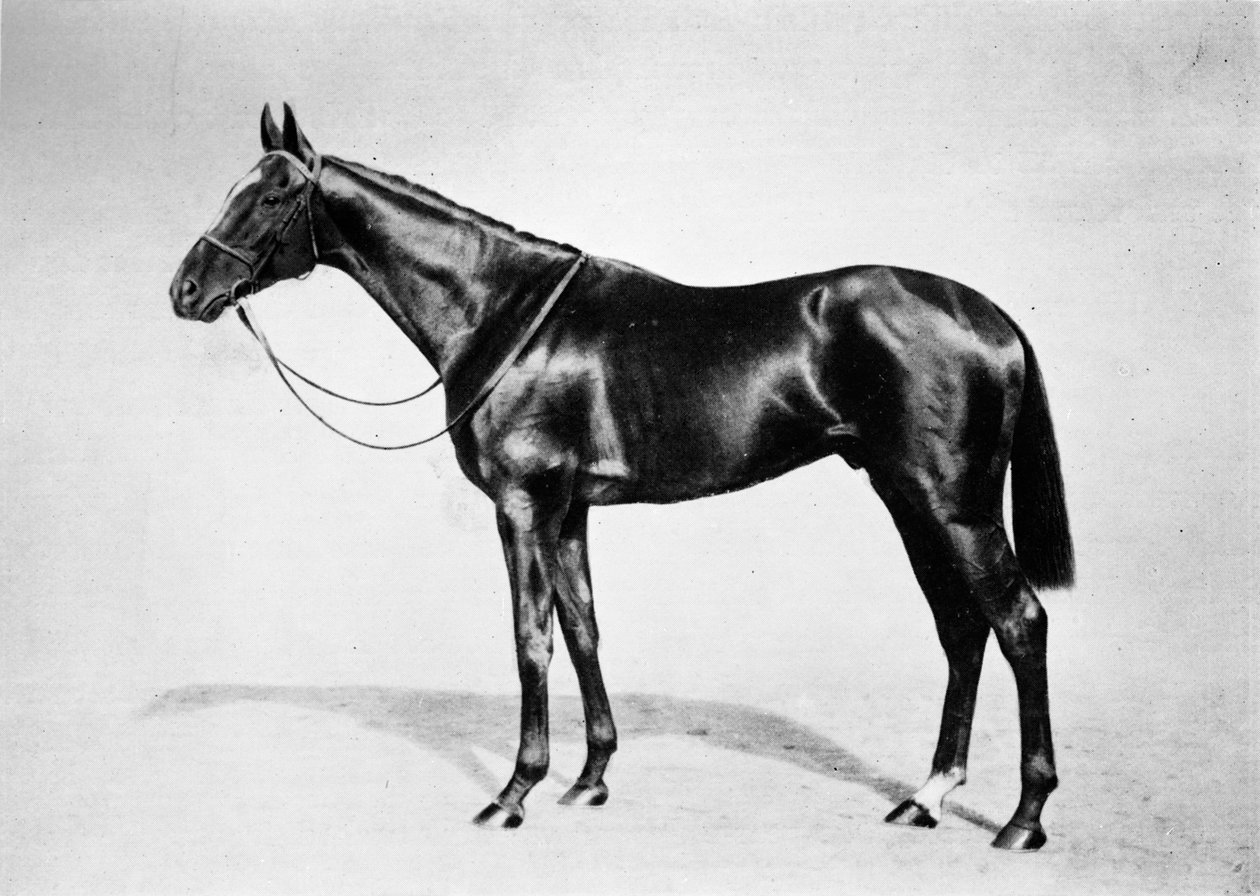 Lemberg, 1911 - Unbekannt