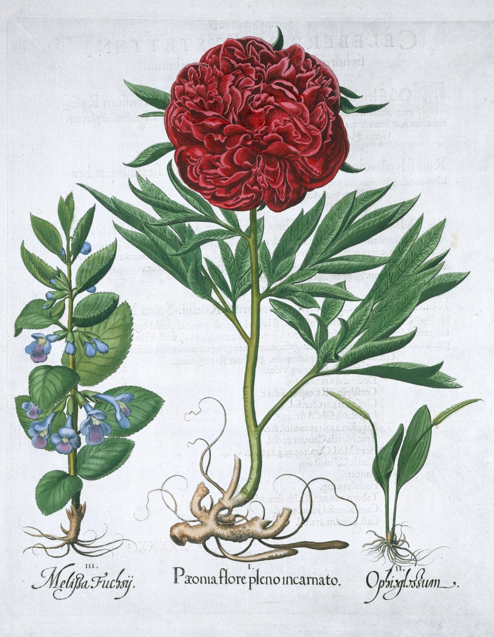 Mélisse, pivoine et fougère langue de serpent, 1613 - Unbekannt