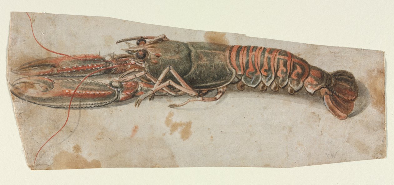 Homard, 1600s - Unbekannt