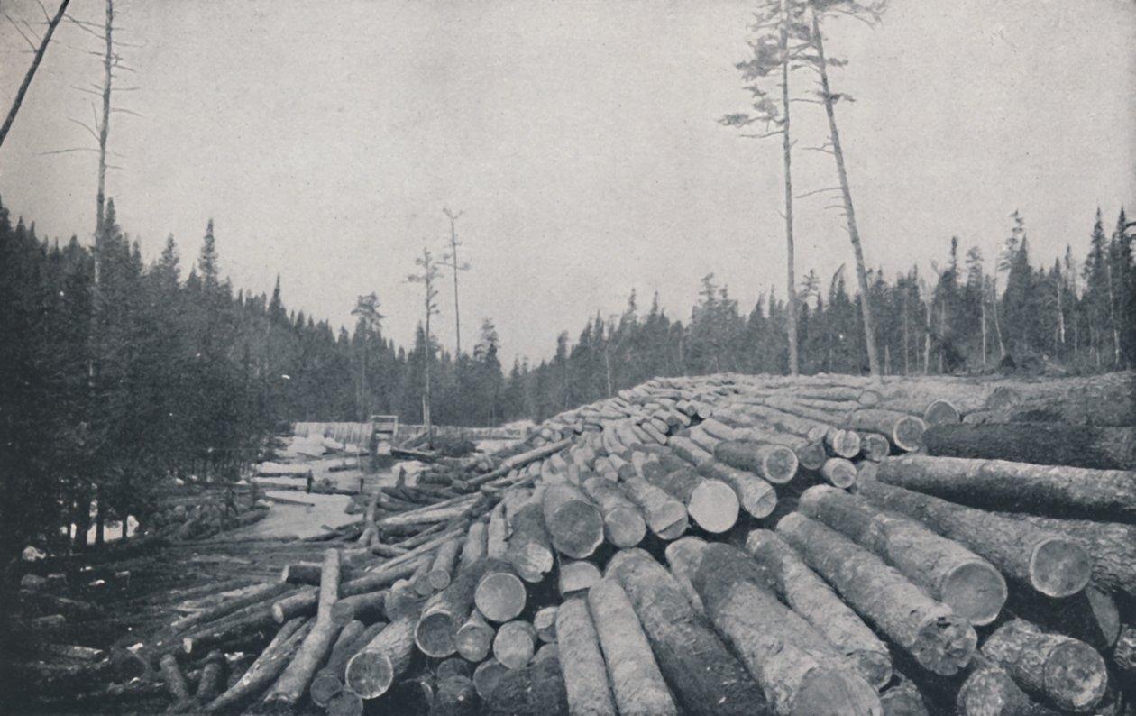 Exploitation forestière, 1924 - Unbekannt