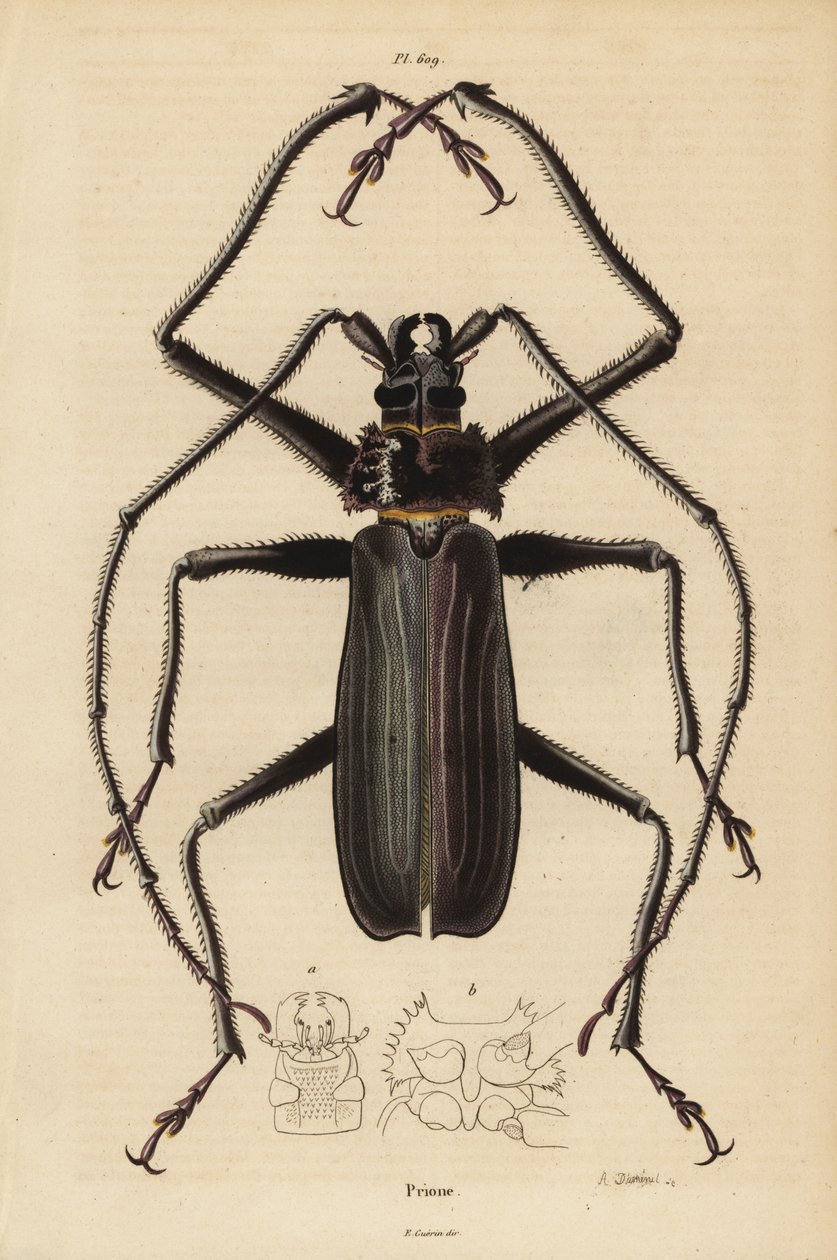 Coléoptère Macrotoma hayesii - Unbekannt