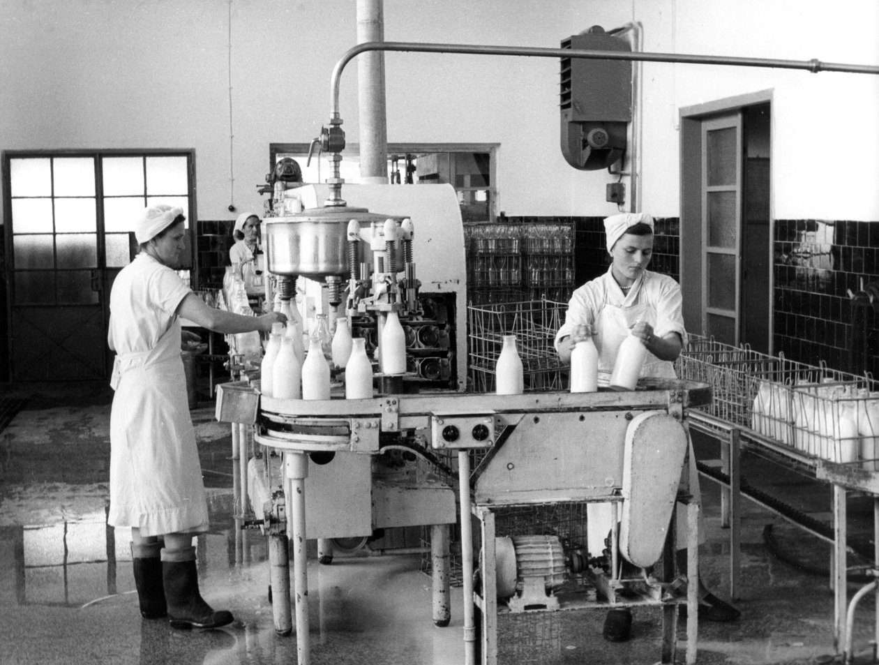 Production de lait, Zagreb, Yougoslavie, 1952 - Unbekannt