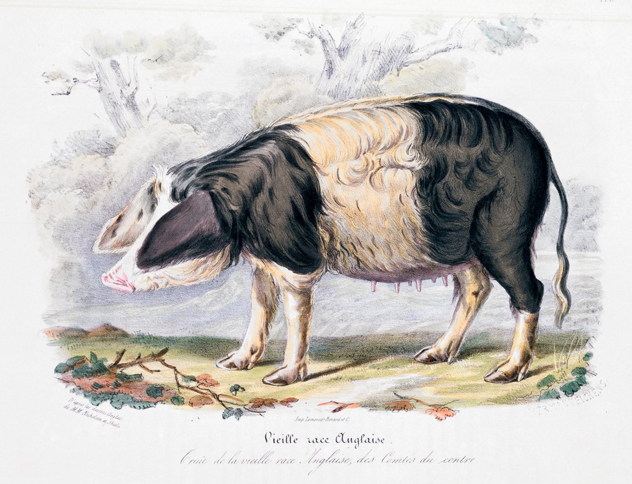 Ancienne race de porc anglais, 1842 - Unbekannt