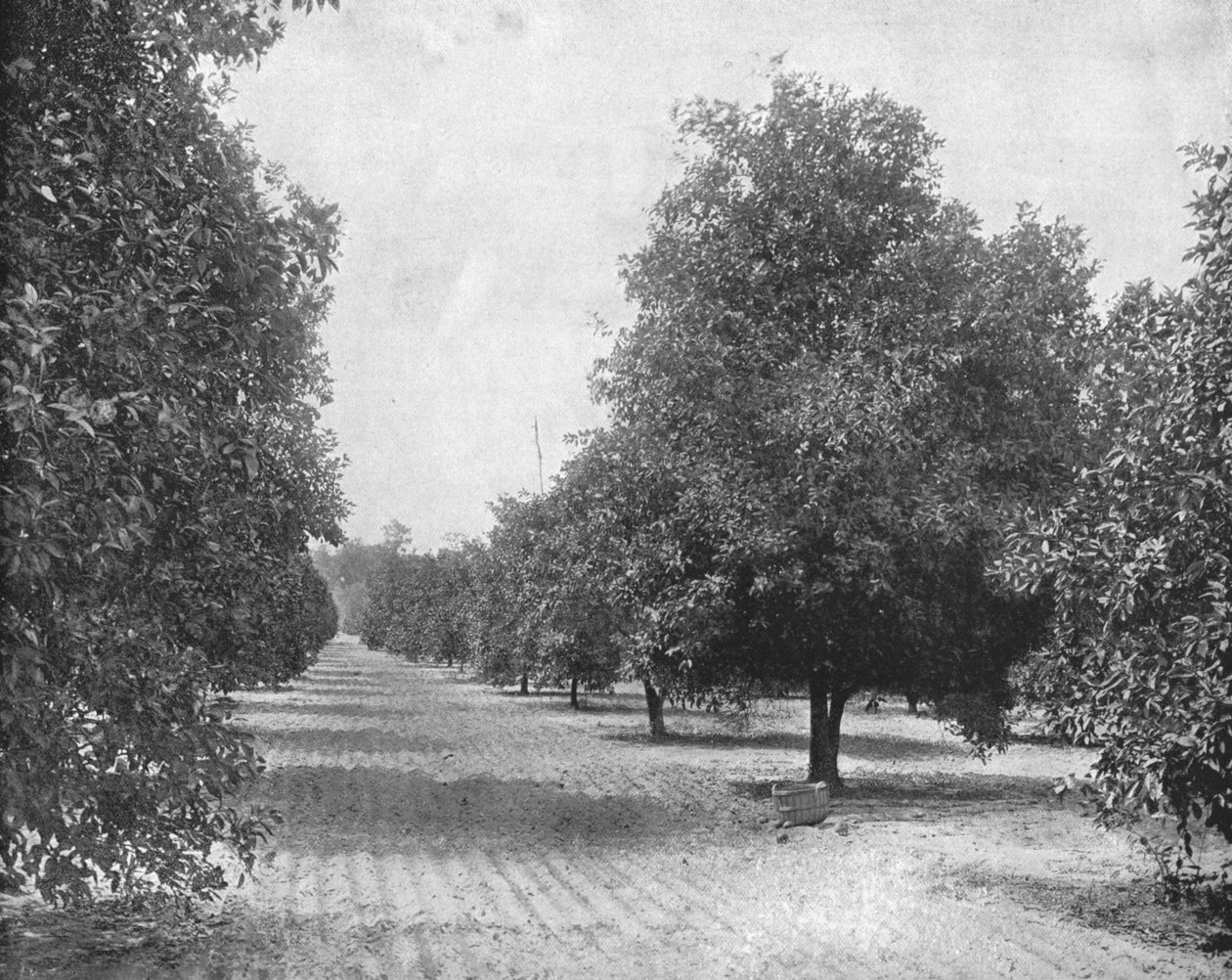 Orangerie, Séville, Floride, USA, vers 1900 - Unbekannt