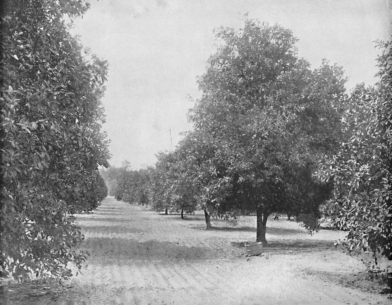 Orangerie, Séville, Floride, vers 1897 - Unbekannt