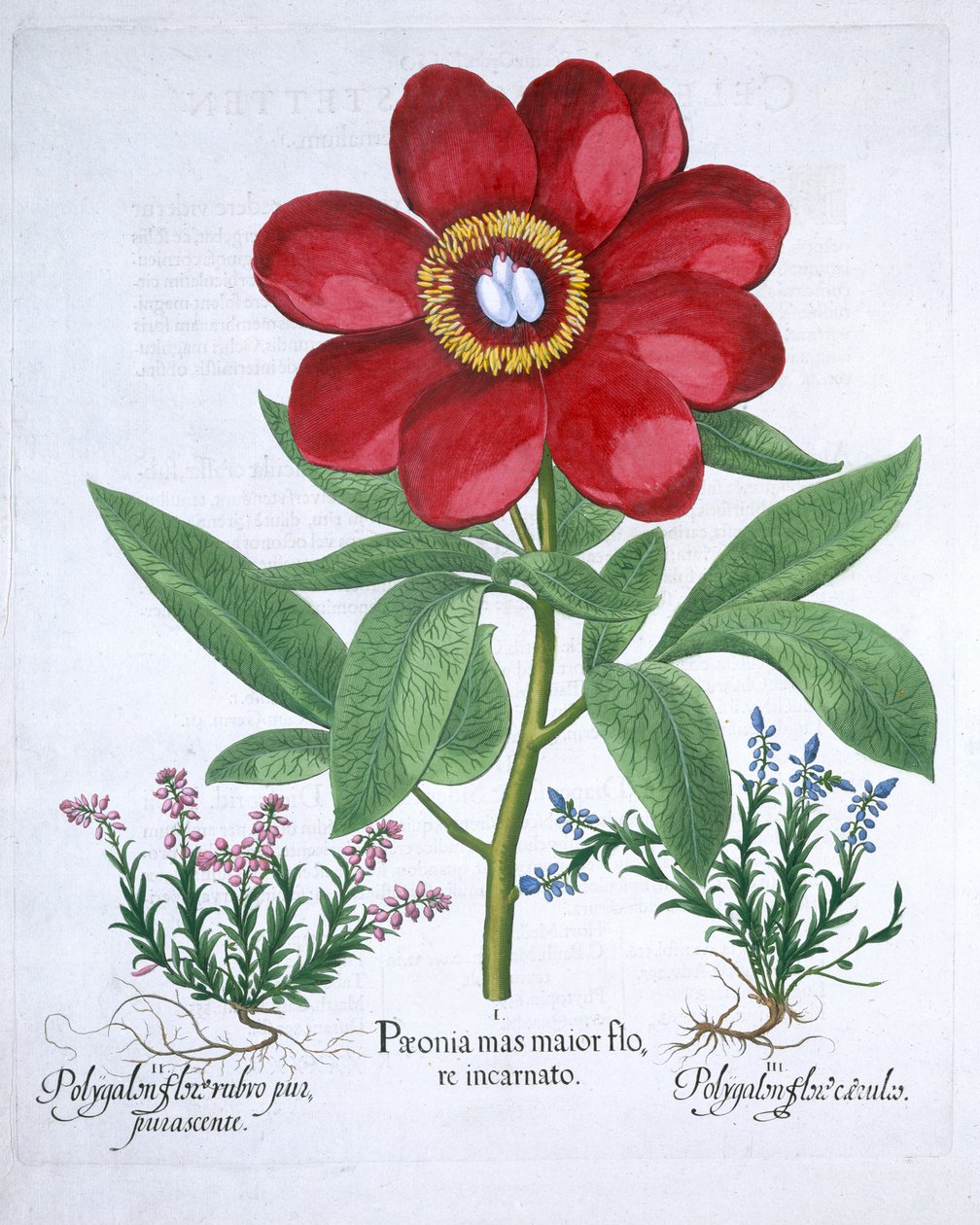 Pivoine et deux polygales - Unbekannt