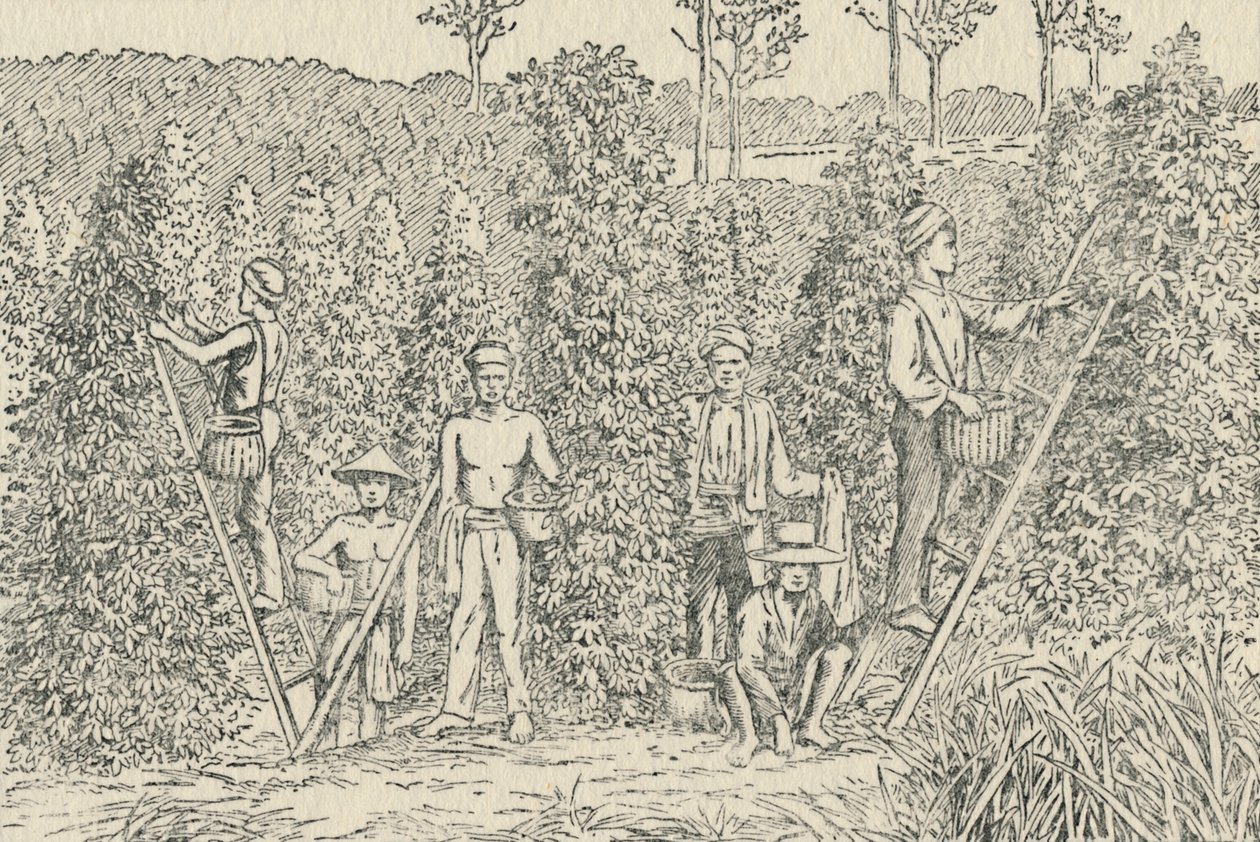 Plantation de poivre, 1924 - Unbekannt