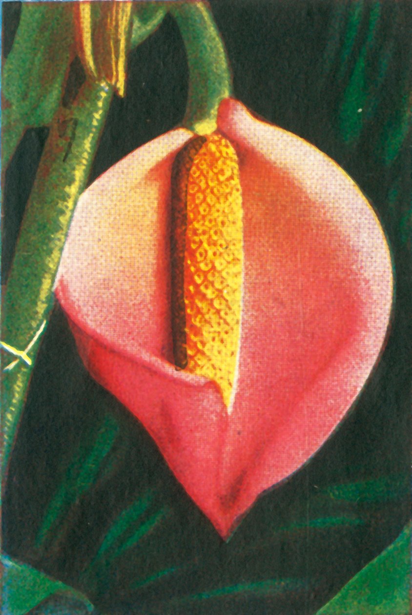Philodendron, vers 1928 - Unbekannt